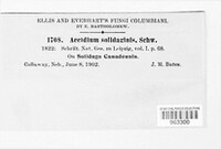 Aecidium solidaginis image